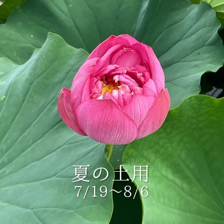 写真は、長崎県諫早市にある唐比ハス園で撮った蓮の花です😊🌸