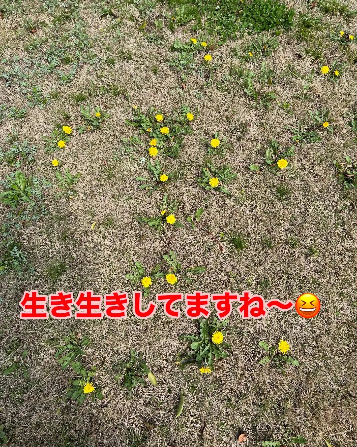 薬剤師の織田です😊